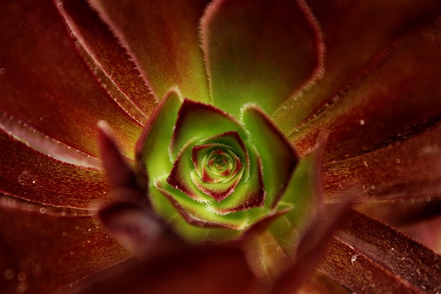 Free Succulent Succulents photo and picture