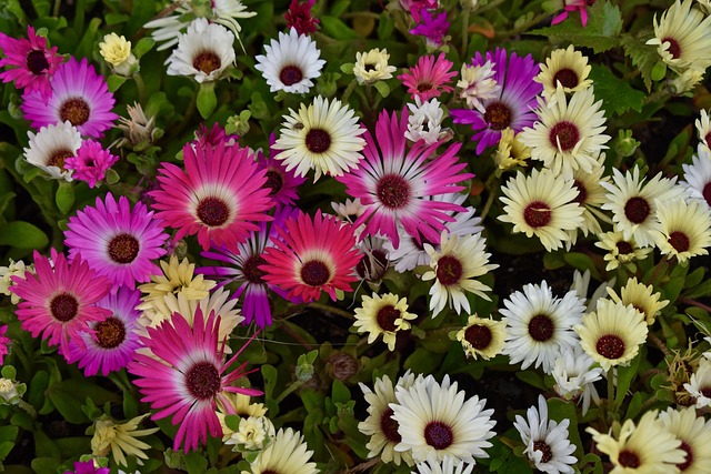 Bett, Purpur, Gelb, Garten, Eisblumen, Bild von Tess7107 auf Pixabay Eisblumen – Blumen und Ziergräser für den Garten