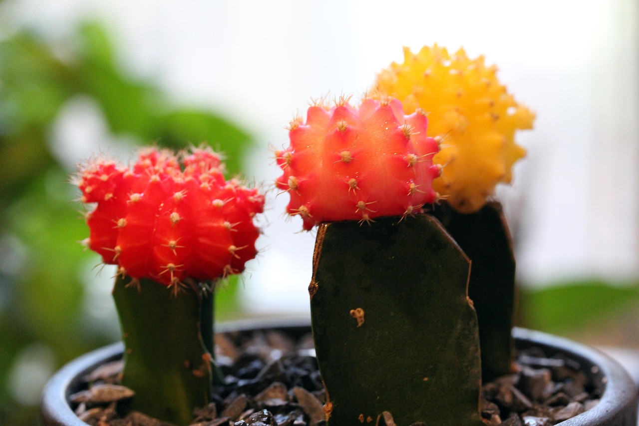 kaktus mit blttern name Epiphyllum anguliger  Zickzack-Kaktus mit skulpturalen Blttern und d   Secret Garden Plant Shop