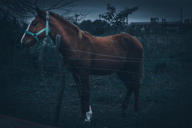 Paard, Blauwe Lucht, Dier, Huiselijk