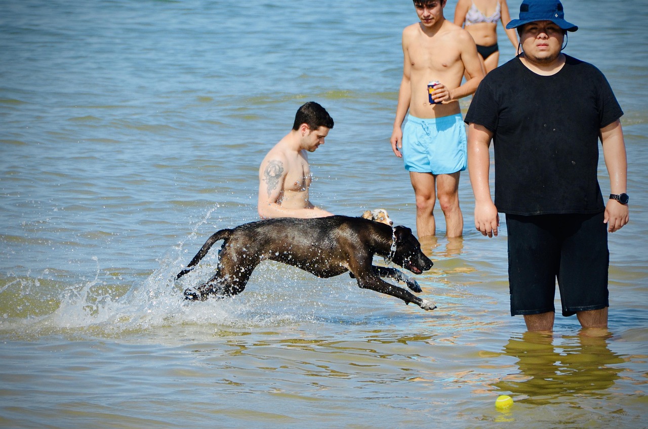Free Dog Water photo and picture