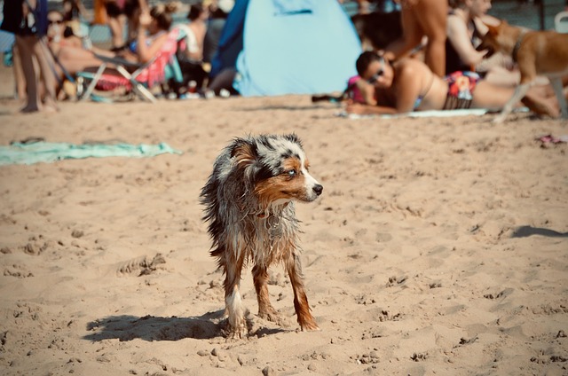 Free Dog Beach photo and picture