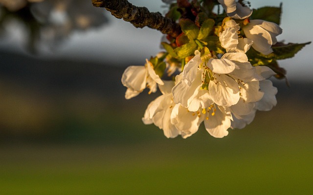 Free Cherry Blossom photo and picture