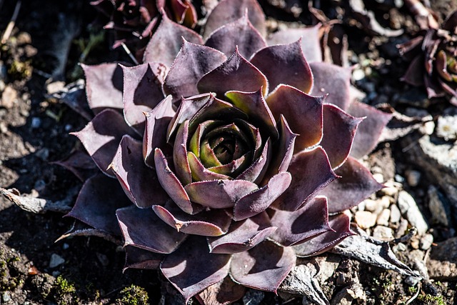 plant, nature, garden, rock garden, spring, close up