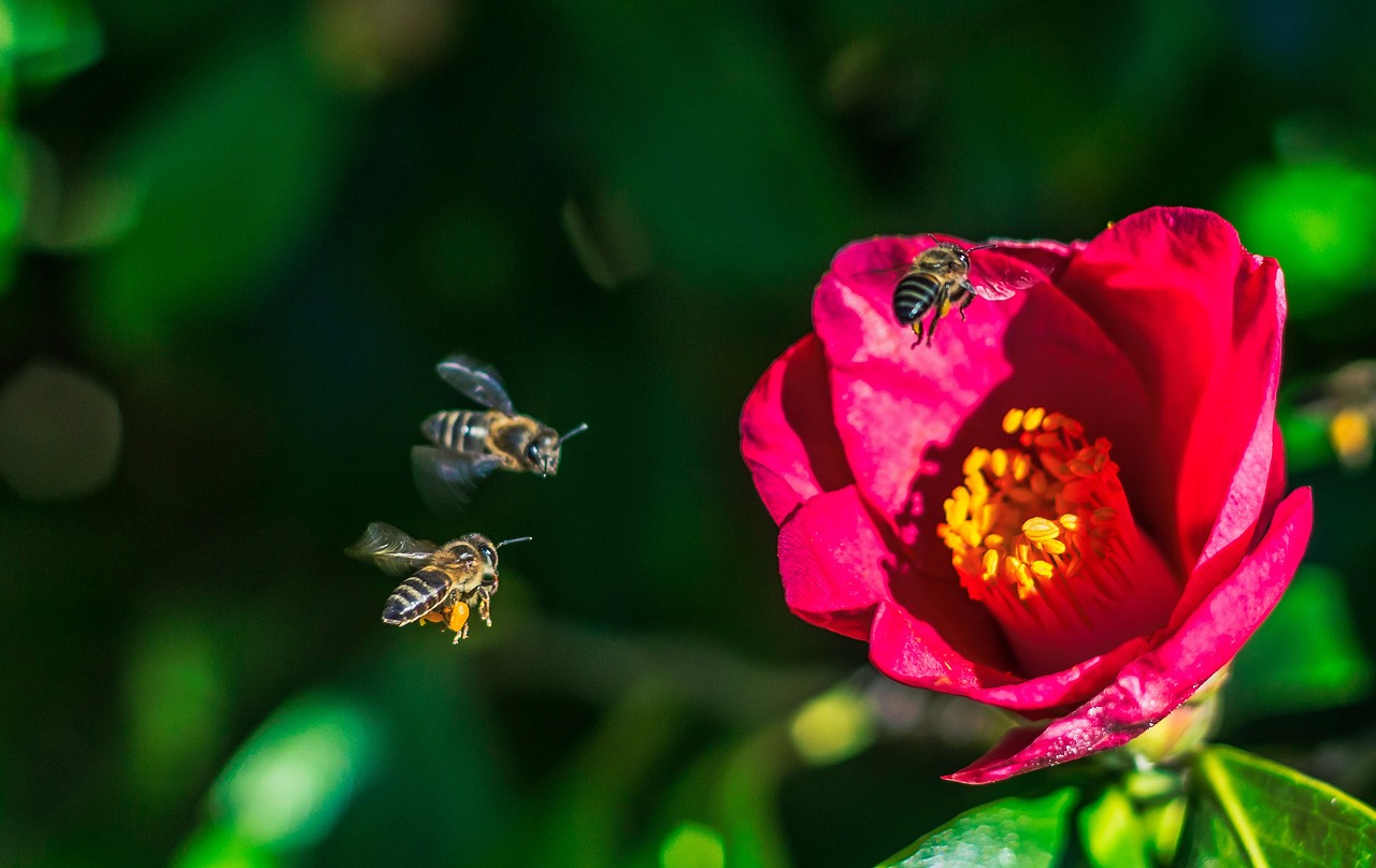 Pollination Hd Bees Flower Pollination - Free photo on Pixabay - Pixabay
