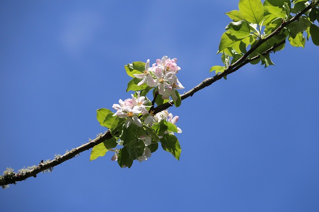Free Spring Nature photo and picture