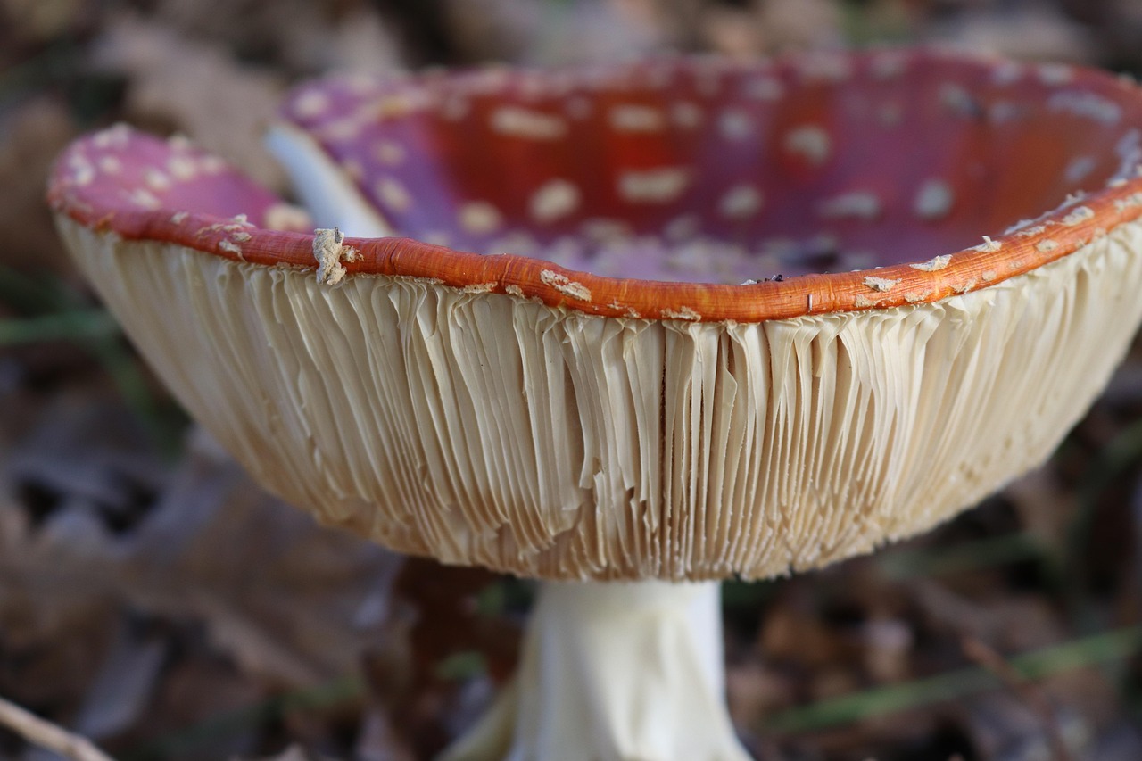 菌類 キノコ 森林 - Pixabayの無料写真 - Pixabay