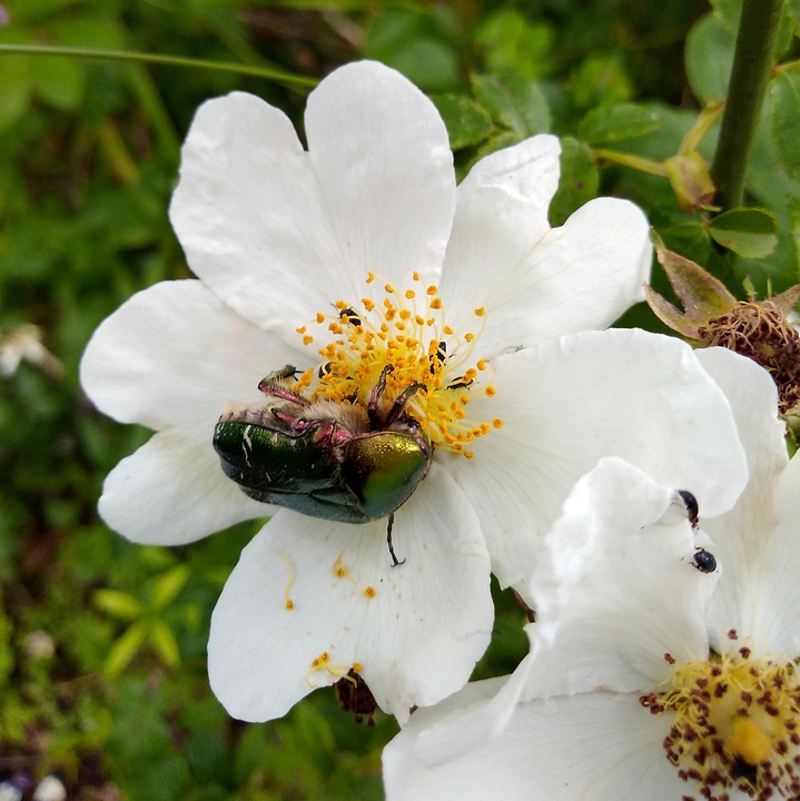 白い花 虫 Cetoineゴールデン Pixabayの無料写真