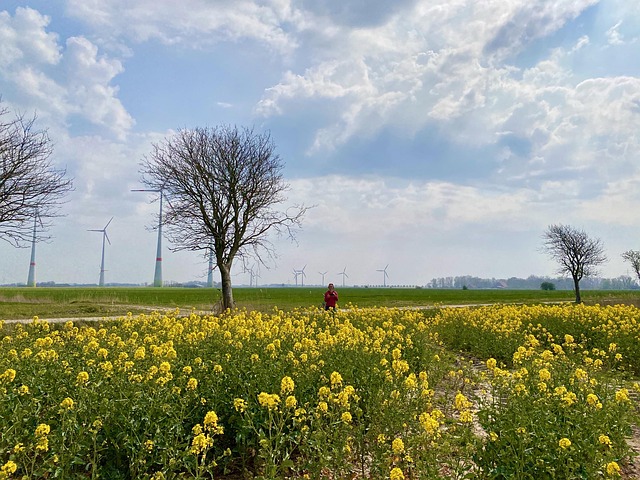 Field Of Rapsfrø, Skæv, Ostfriesland