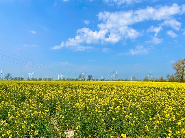 Field Of Rapsfrø, Skæv, Ostfriesland