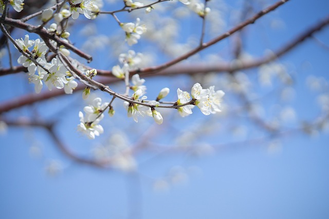 Free Flower Flower Background photo and picture