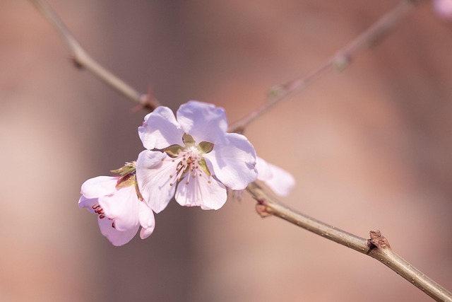 Free Spring Nature photo and picture