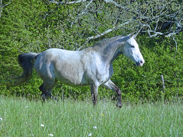 Mare, Cal, Natură, Gri, Frumuseţe