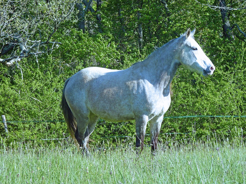 Mare Horse Nature - Free photo on Pixabay