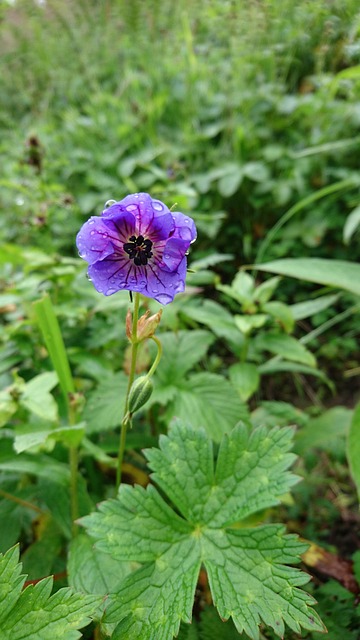 Free Flower Wild photo and picture