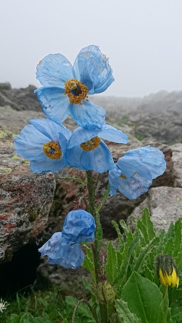 Free Flowers Tiny Flowers photo and picture