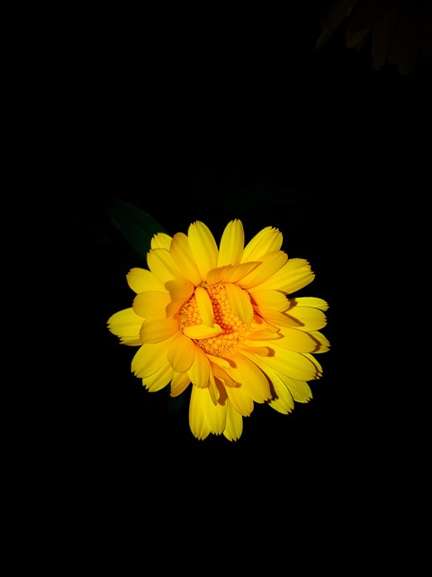 Free Flower Yellow Flower Wallpaper photo and picture