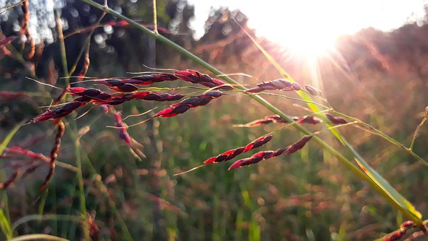 Free Sunset Grass photo and picture
