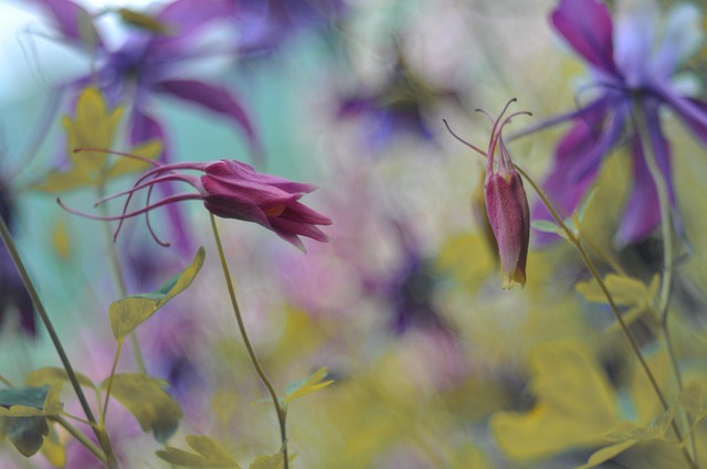 Bloemen, Mooie Bloemen, Bladeren