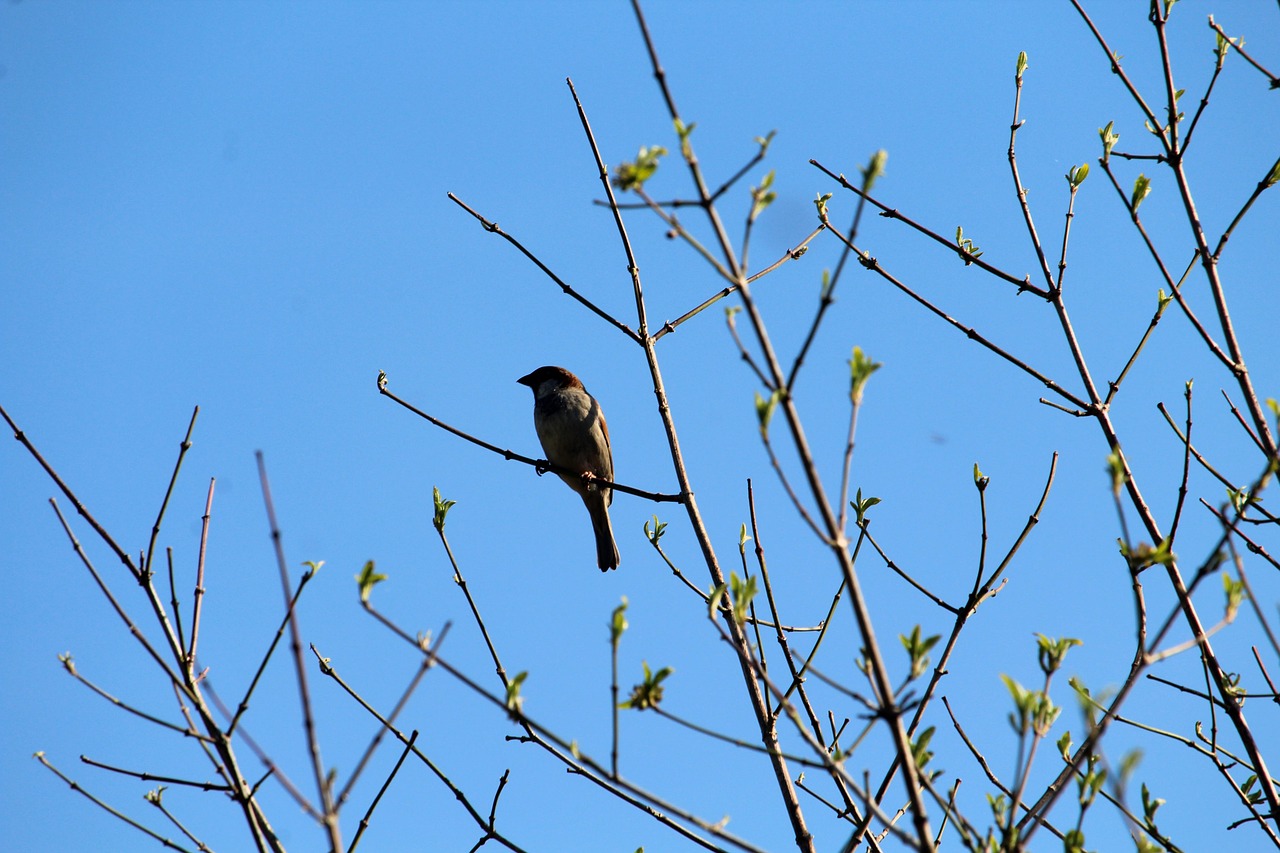 Bird Sperling Animal Free photo on Pixabay Pixabay