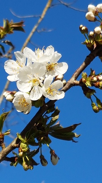 Blossam White And main image 0