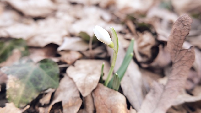 Free Spring Forest photo and picture
