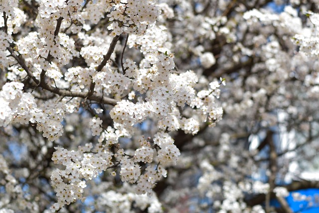 Forår, Blomster, Natur, Blomst