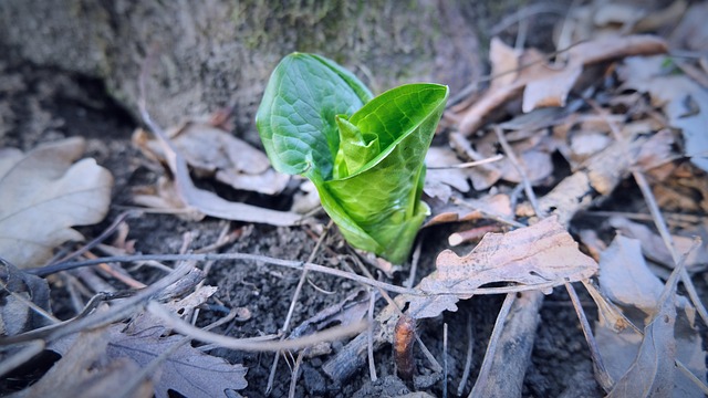 Free Spring Nature photo and picture
