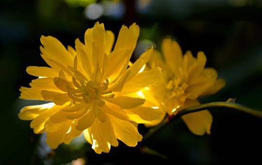 Ranunculus Bush Blomst, Ranunkelstrauch