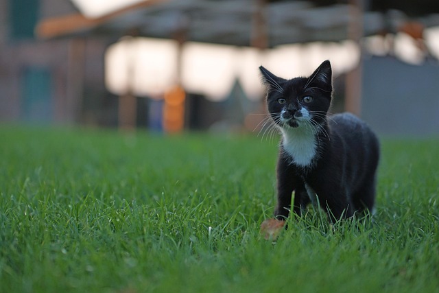Free Cat Pet photo and picture