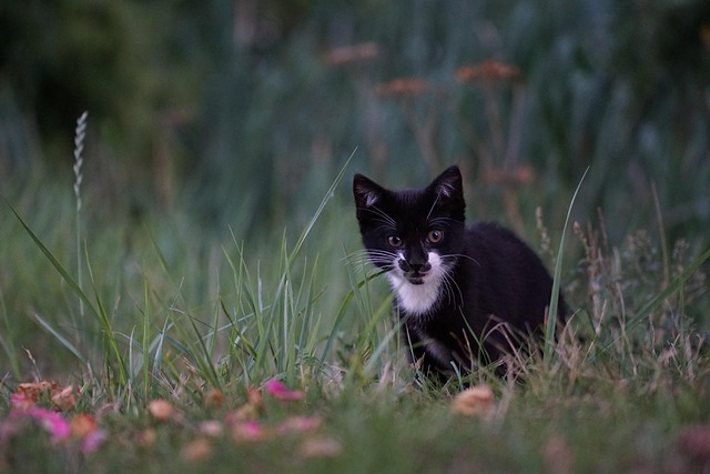 Free Cat Pet photo and picture