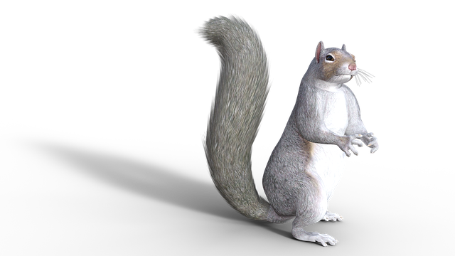 Free squirrel forest wild illustration