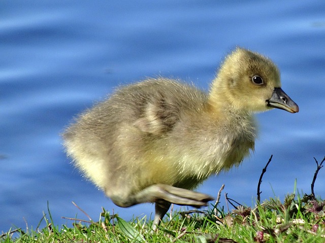 Küken, Gänseküken, Gans, Natur, Niedlich
