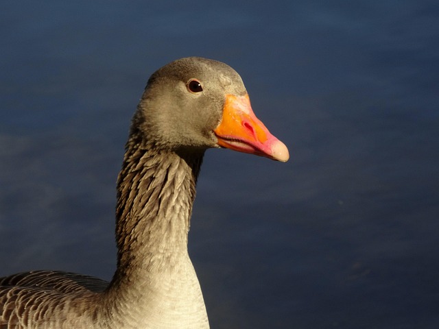 Gans, Ente, Tier, Natur