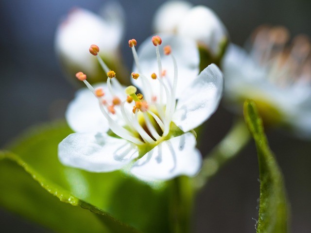 Bulb Flowers Blossoms Petals - Free photo on Pixabay
