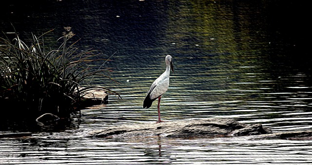 Free open billed stork wildlife bird illustration