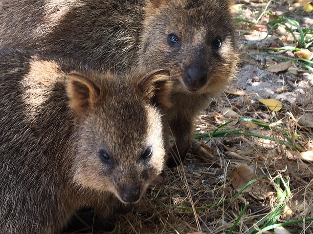 quakka-australie-rotnesst-photo-gratuite-sur-pixabay-pixabay
