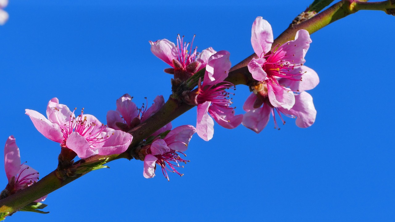 Peach Flower Spring Free photo on Pixabay Pixabay