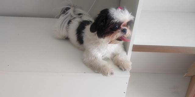 Dog, Maskot, Kæledyr, Dejlige, Hvalp