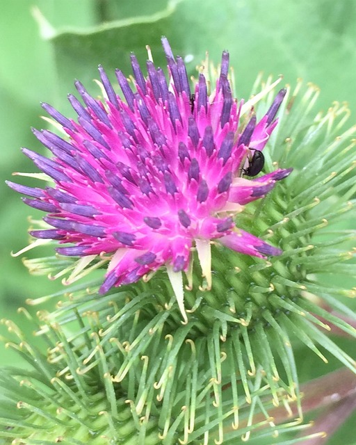 Free Burdock Purple photo and picture