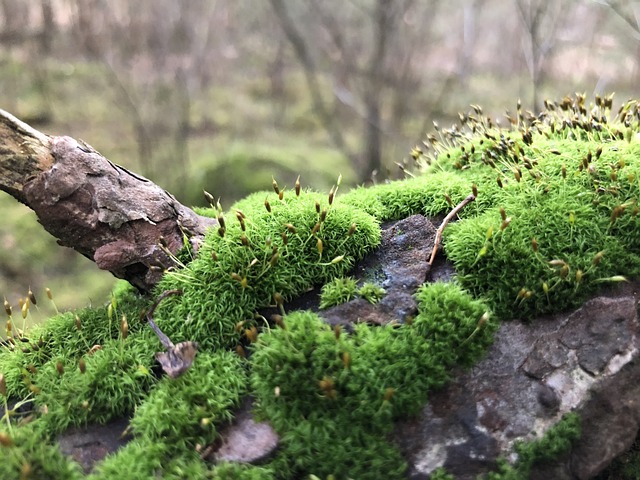 Free Moss Forest photo and picture
