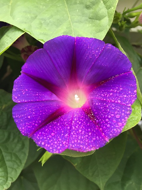 Free Magnificent Winds Purple photo and picture