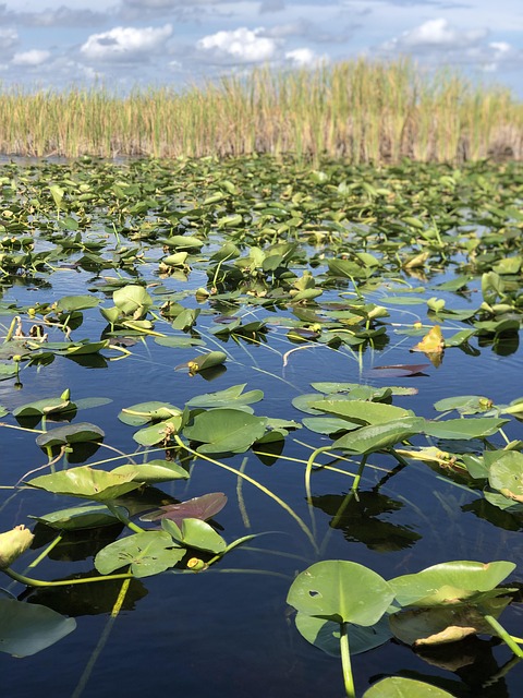 Free Florida Miami photo and picture