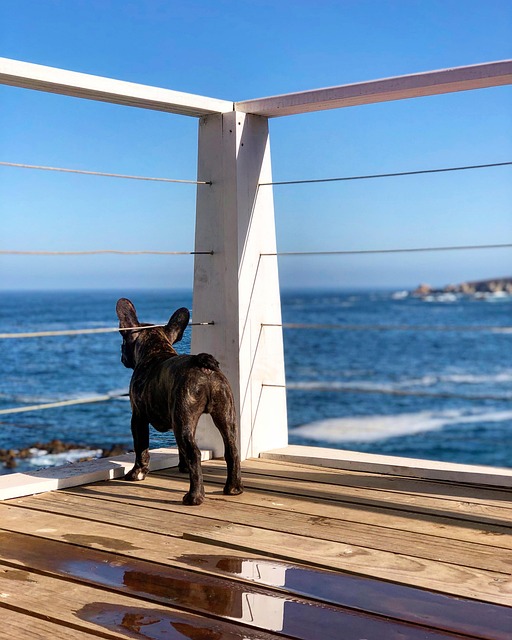 Free Bulldog Frenchie photo and picture