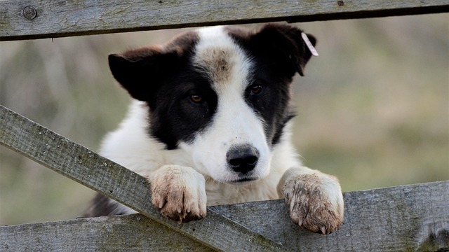Tiere, Hund, Tier, Haustier, Natur