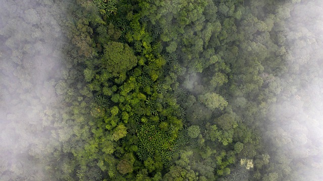 Aire, Bosque, Nube, Verde, Naturaleza