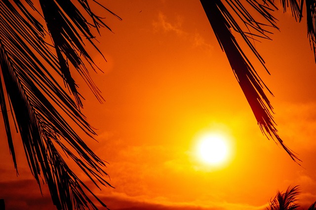 Coco Deixa, Pôr Do Sol, Natureza, Folhas