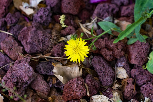 Blomster, Blomst Tapet, Smukke Blomster