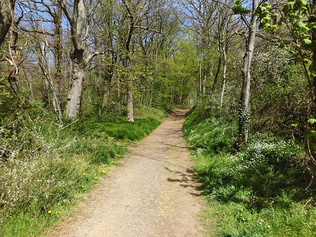 Forest Entrance Path Trees - Free photo on Pixabay