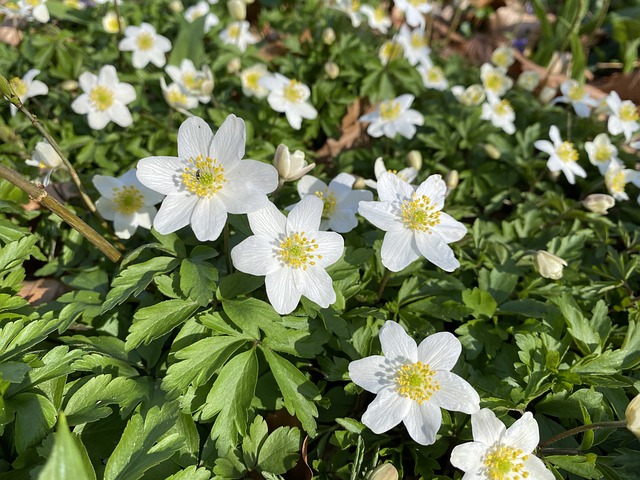 Free Anemosa Nemorosa Wood Anemones photo and picture